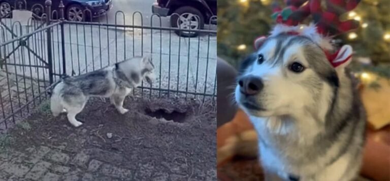 Husky dog kept digging a hole in the yard — owner investigates and makes a life-saving discovery