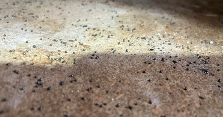Found Metal Balls Under Your Kitchen Sink? Here’s What They Mean