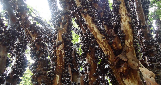 The jabuticaba fruit has an incredible health benefit