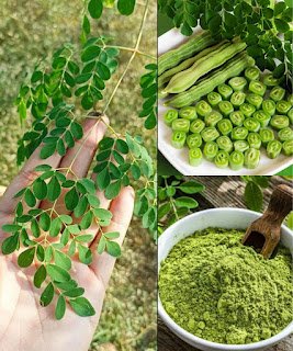 Moringa: 10 Incredible Health Benefits of the “Miracle Tree” + How to Use It Daily
