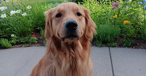Melissa Hortman’s dog dies after being injured in shooting