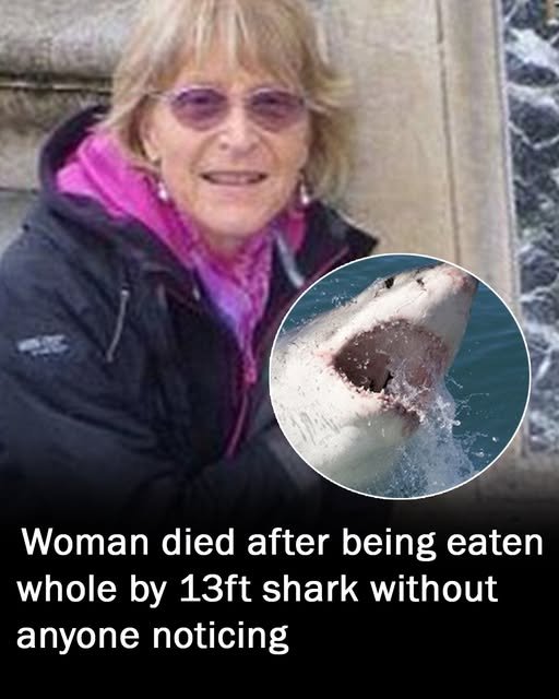 Woman eaten whole by 13ft shark during ocean swim without anyone noticing