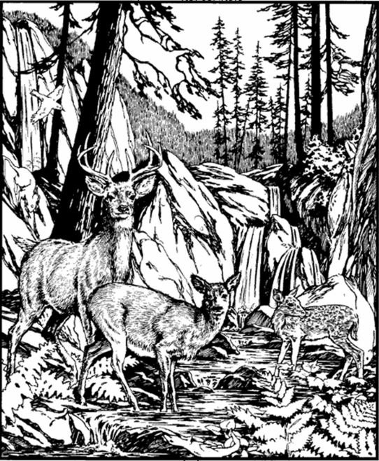Can You Find the Hidden Dog in This Picture? A Classic Optical Illusion That Challenges Your Eyes