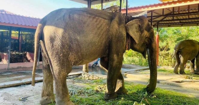 Elephant finally rescued after over 80 years in shackles – finally lays down and rest