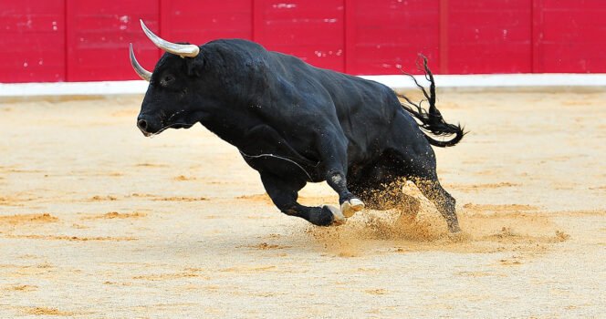 Young bullfighter dies in debut after being slammed against wall in front of crowd