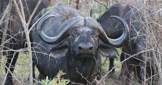 Texas ranch millionaire fatally gored by buffalo on South Africa hunt