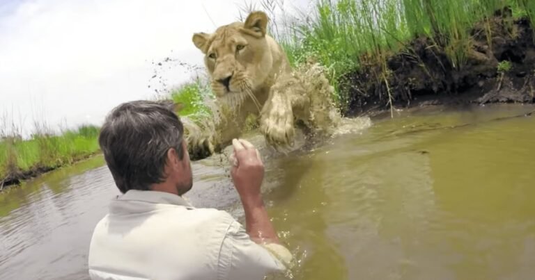 7 years after saving lion’s life, man meets her again, ignores warnings and approaches