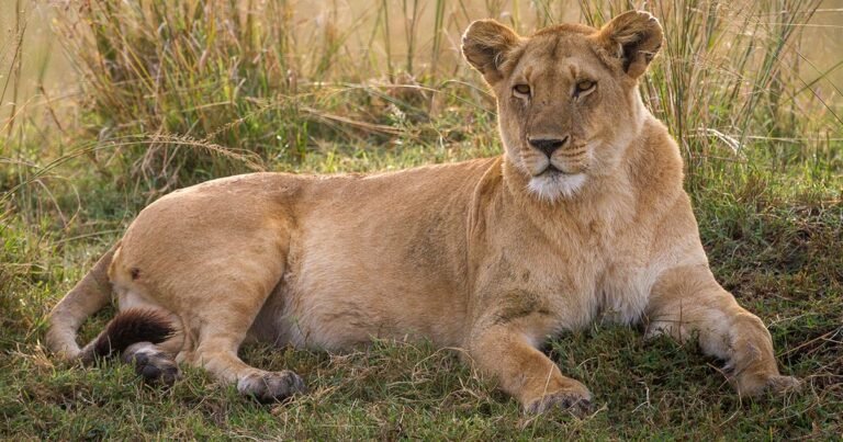 Man, 19, mauled to death by lioness at zoo in front of other visitors