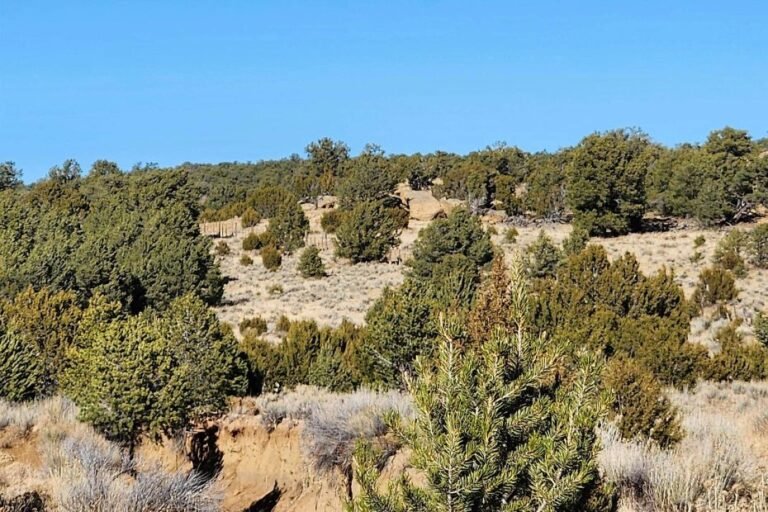 Continental Divide Acreage in Pie Town, New Mexico