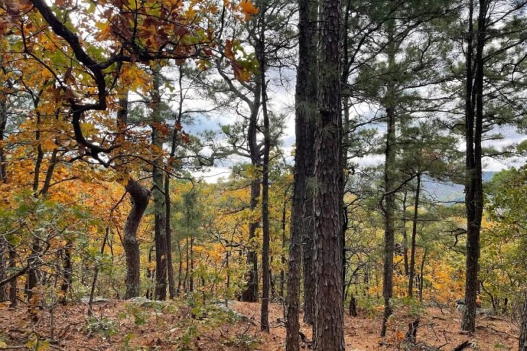 Clear Creek Land Near Big Caney Mountain