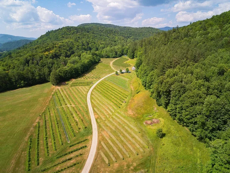 Sunshine Valley Berry Farm is more than just a property $275,000