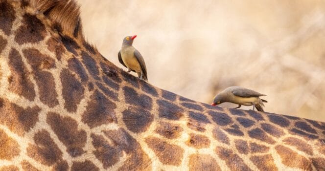This giraffe left photographer speechless, then sad truth is revealed